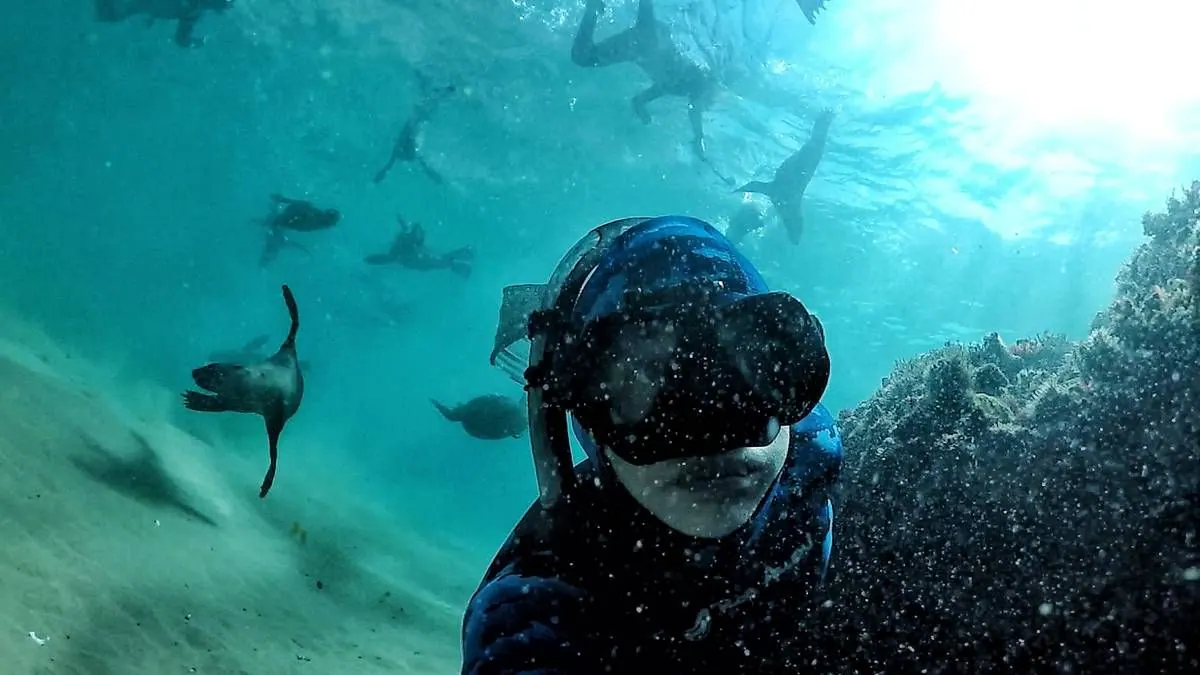 A guide in a mask underwater with seals behind