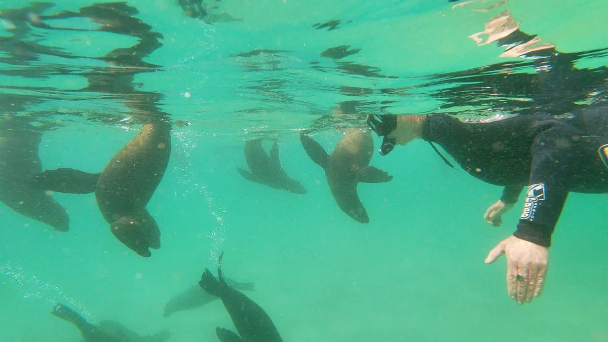 A guide floats at the surface among Cape fur seals