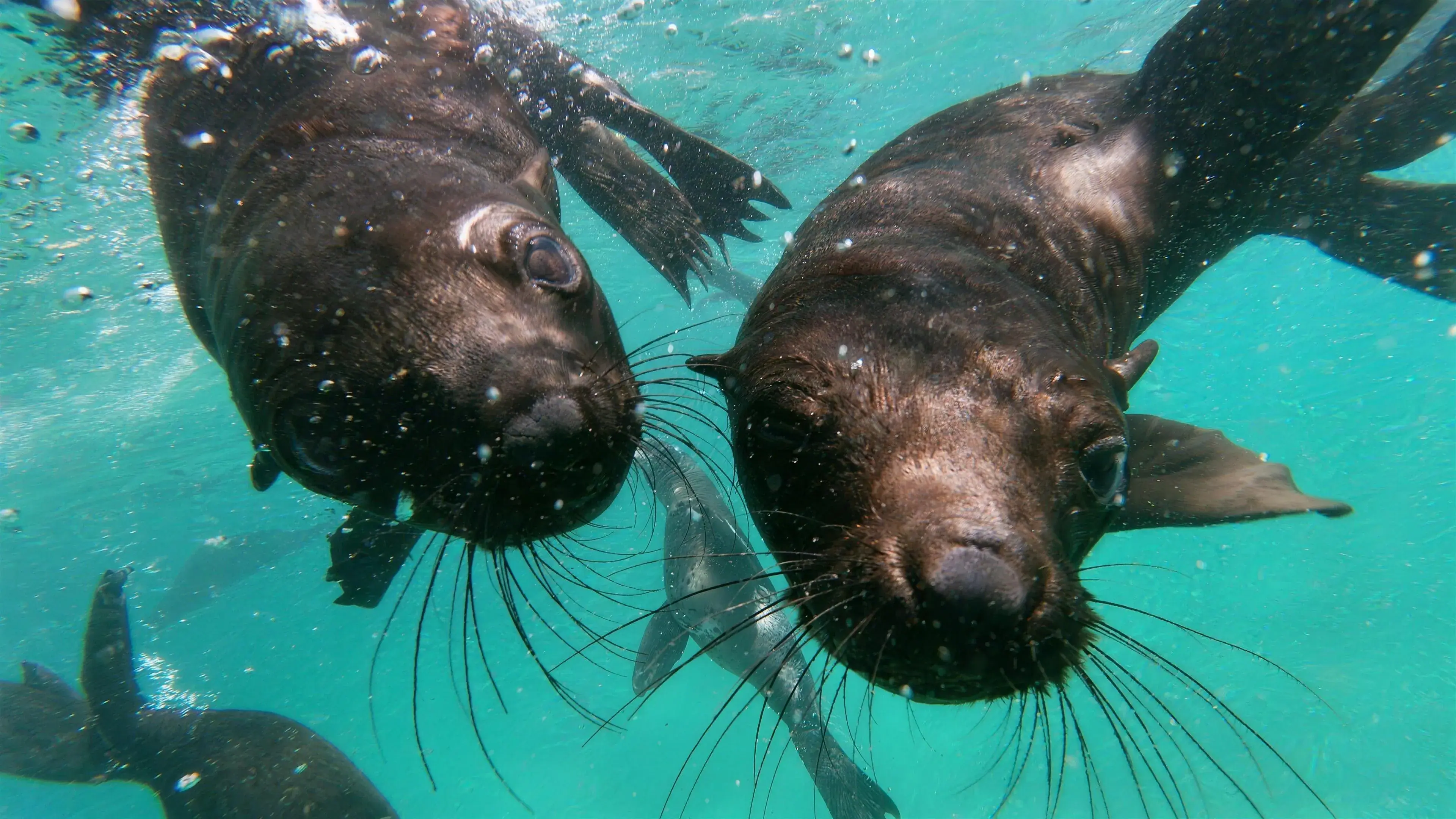 Two Cape fur seals swim up to the camera underwater at Robberg
