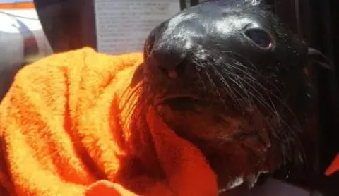 A rescued Cape fur seal pup wrapped in an orange towel
