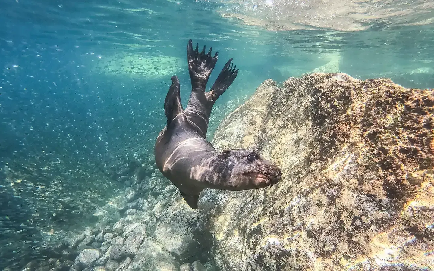A seal stretches its flippers beside a rock underwater