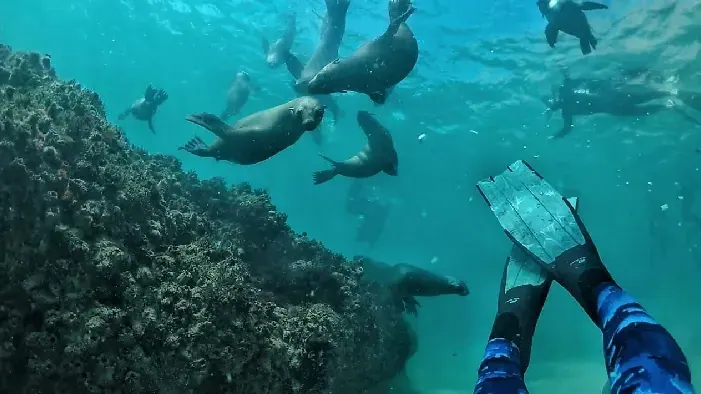Seals swim past a pair of fins above the reef
