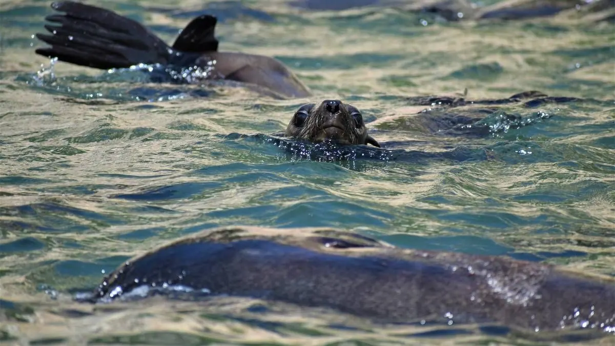 Seals watch from the surface beside the boat