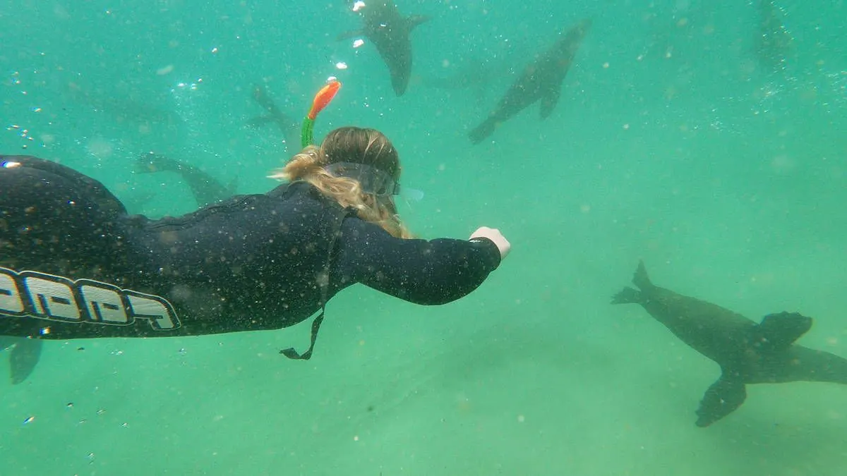 A snorkeller in a wetsuit swims above seals in green water