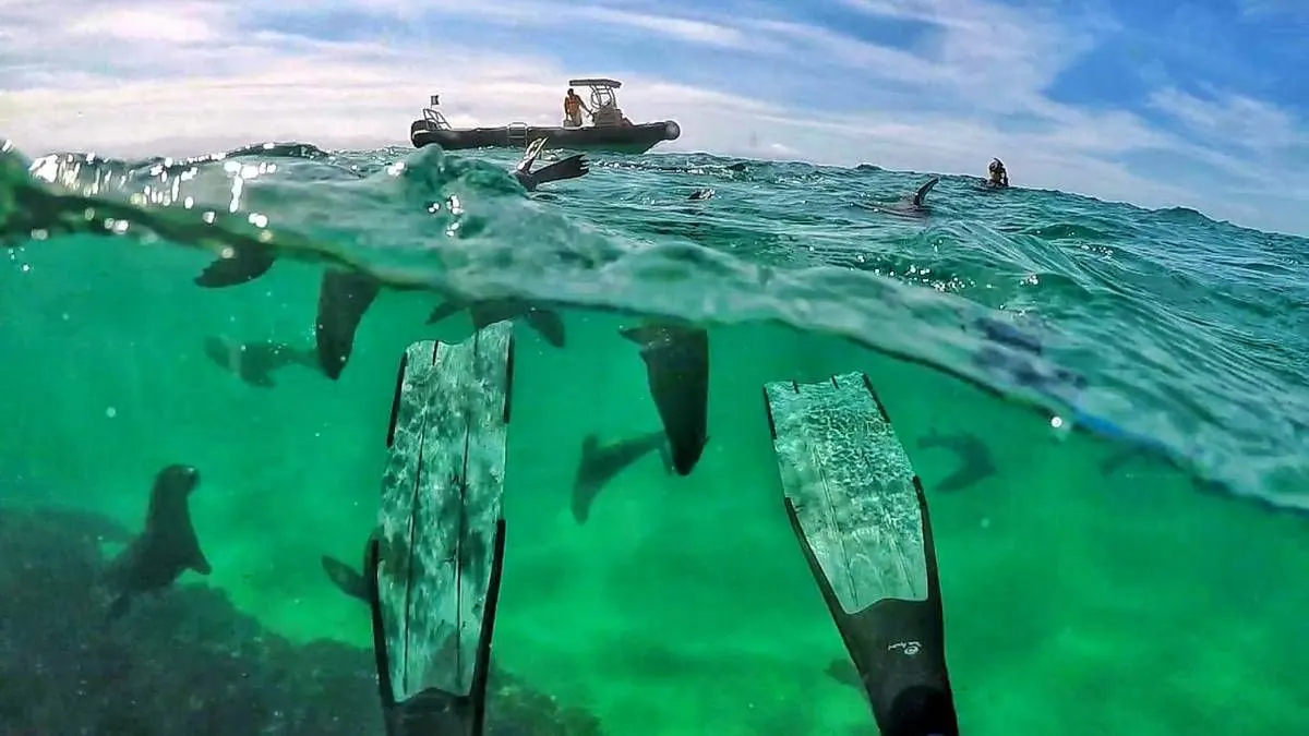 Half above and half below the surface: the boat on top, fins and seals underneath