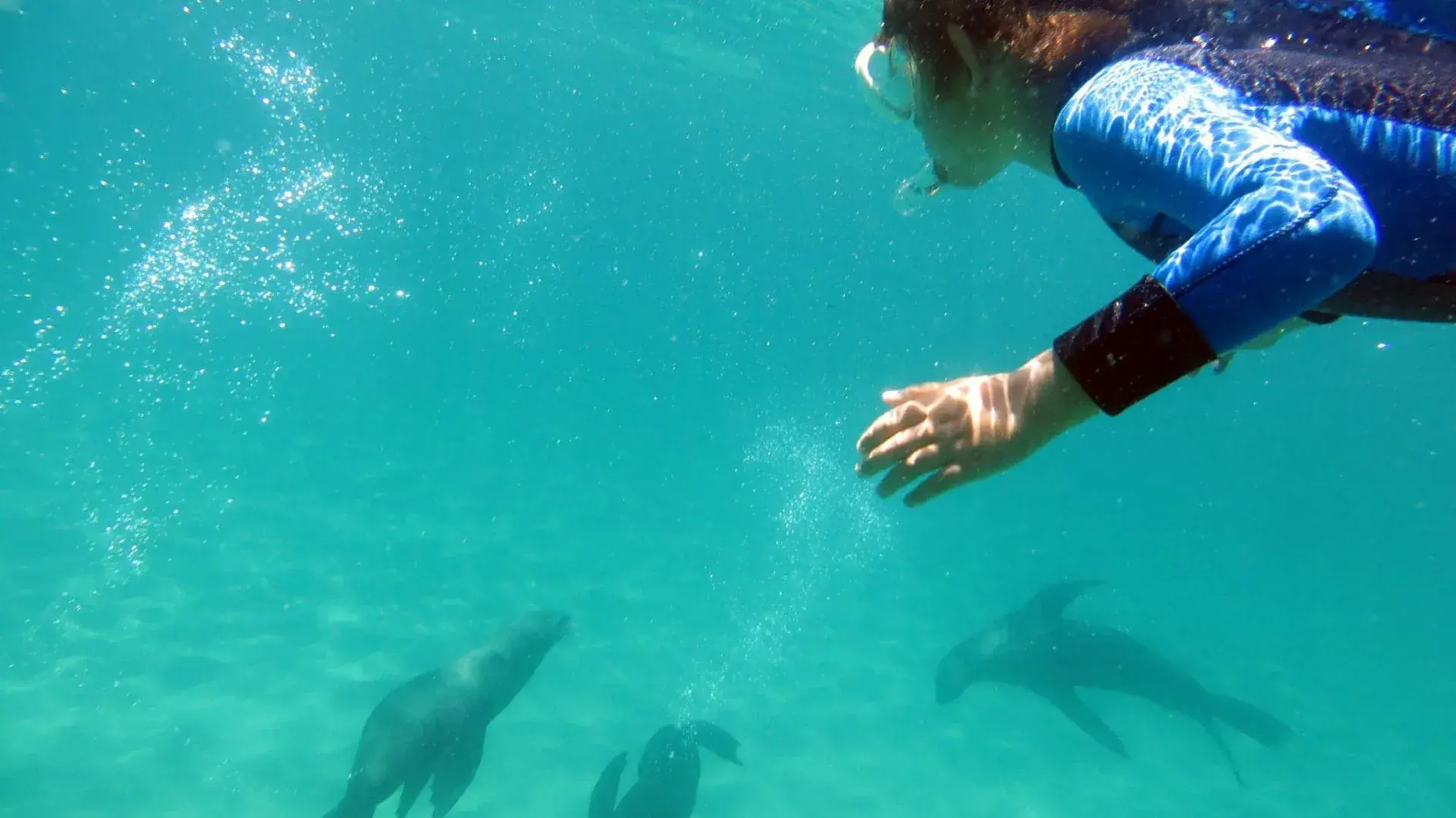 A swimmer floats at the surface while seals glide underneath